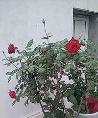 ����ҵĻ������ƶ�����