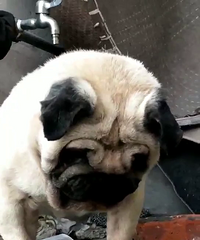 ������ͷ�͸�