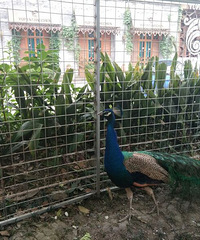 [��ʳ]��Ҳ��������õ�������ȸ��