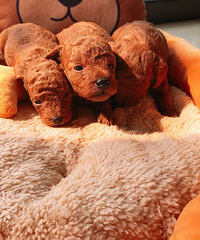 �Լ��ҵĺ�̩�ϱ��������������һЩ������