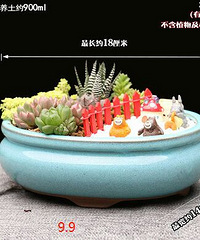 多肉花盆