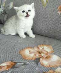 �����Լҷ�ֳ�۶�����������  èè�İְ�