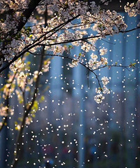 ��һ��ҹ�������ջ������е��δӴˣ��ҵ���