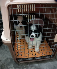 �߾�����Ȯ