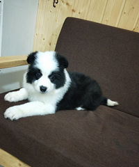 �߾�����Ȯ