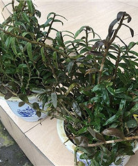 听说石斛花还能炒鸡蛋吃?