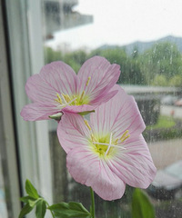 月见草开花了