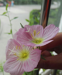 月见草开花了