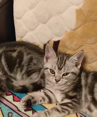 �����������¼�