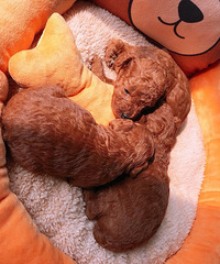 �Լ��ҵĺ�̩�ϱ�������������е���֡���