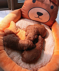 �Լ��ҵĺ�̩�ϱ�������������е���֡���