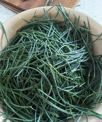 新疆沙漠才有的沙葱