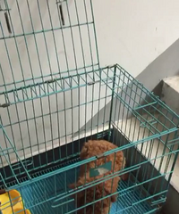 ����7���´��̩�ϳ��ۣ��Դ��������磨��ϸС�������彡����