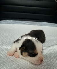 �����»���Ȯ