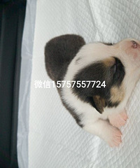 �����»���Ȯ