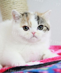 ��cѪϵ�������߼Ӱ�Ӣ���۶�è��2���´�