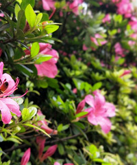 �÷羰��������