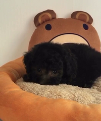 �Լ����Ļ�̩�����¼���