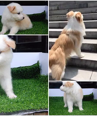 ������Ȯ����ĸ���У����¼�