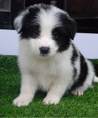 ������Ȯ����ĸ���У����¼�