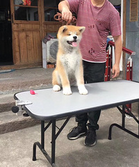 精品秋田小公仔一枚