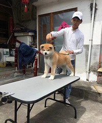 ��Ʒ����С����һö