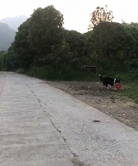 ̨�ݻ����ܱ�������̹����𣿴�Ҷ�۾�