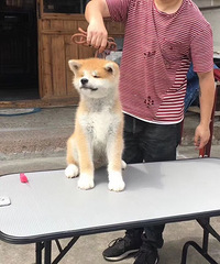 精品秋田小公仔一枚