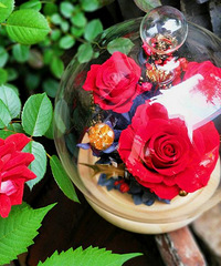 花念母亲节|一朵永生之花,宠爱我妈妈