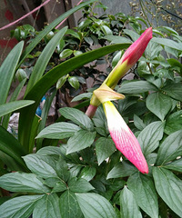 �����춥����