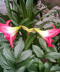 �����춥����