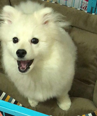 狗狗绝育到底是好还是坏?