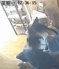 宠物店女店长被男熟客摸了