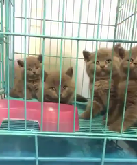 ��è �������ܵ� �ؼ�1500