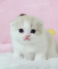 ��cѪϵ�������߼Ӱ�Ӣ���۶�è��2���´�