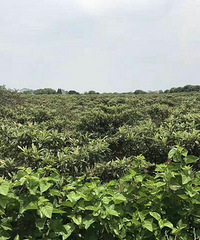 钓龙虾,采枇杷,塘栖枇杷成熟啦