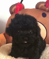 �Լ�����С��̩�����¼�