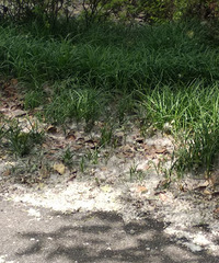 ʲôʱ����ܲ���ѩ��