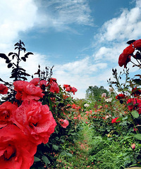 Ҳû�������������ã��̲�ס�ֻ����˼���