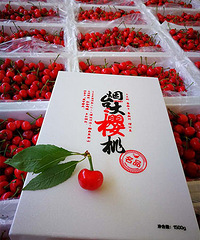 【预售】好评如潮烟台大樱桃来袭!99元/3斤,6个免单名额等你