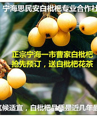 宁海白枇杷,有机水果上市了