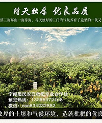 宁海白枇杷,有机水果上市了