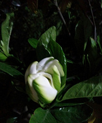 栀子花开