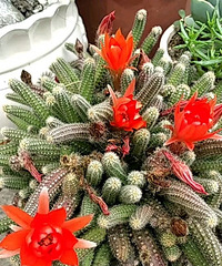 ����β�͵Ĵ���