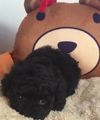 �Լ�����С��̩�Ϲ����¼�