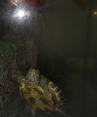 ������֪������