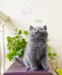 出售杭州本地家养纯种英短蓝猫
