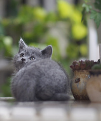 出售杭州本地家养纯种英短蓝猫