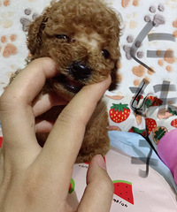 香槟色玩具体小泰迪4弟弟1妹妹!在这个汉