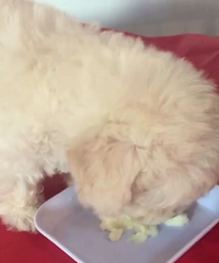 ����С��̩�Ϲ���̩�Ϲ����¼�